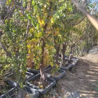 درخت درشت روتبال بزرگ پایان کار