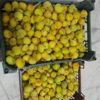 انجبر زرد