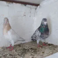 جوجه هفرنگ زرد.. تک جوجه