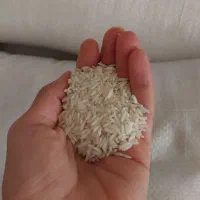 برنج طارم هاشمی از دست یک