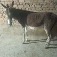 الاغ ماده