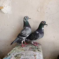 قره پلنگ
