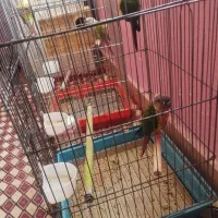 کنکورسو معاوضه با پرنده