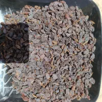 کشمش درجه یک افتابی بوانات