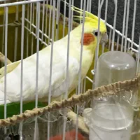 عروس هلندی