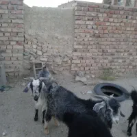 بز نر|حیوانات مزرعه|کورین, |دیوار