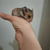 همستر|موش و خرگوش|سنندج, |دیوار