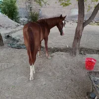 اسب عرب