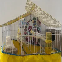 عروس هلندی