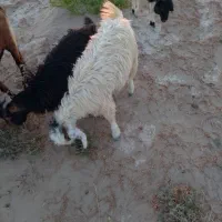 جفت بزغاله
