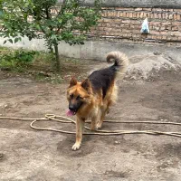 سگ ژرمن نر