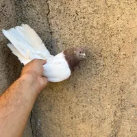 کفتر گرفتنی کبکی بلندی