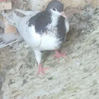 کبوتر