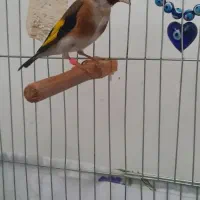 سهره نر چهار گل