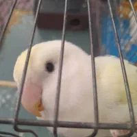 طوطی کوتوله برزیلی رنگ پاستیلی