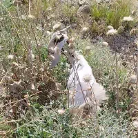 فروش بز و کهره