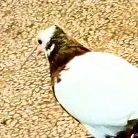 چندطوقی همه پروازی از جوجه سر شاه پر خشک نشده