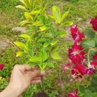 فروش شمشاد طلایی زمینی و نایلکس