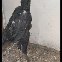 خروس لاری اوشامو مشکی