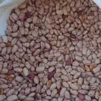 فروش تضمینی بذر لوبیا چیتی پاکوتاه