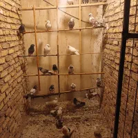 کفتر یه جایی