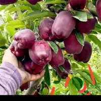 بهترین سیب رد استار پور بار کیفیت خوب خاص