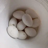 فروش تخم غاز