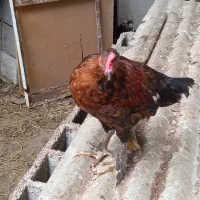 جوحه خروس ۴ماهه