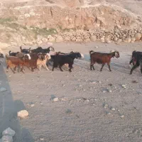 ۸ بز و بزعاله جوان (بزها دوقلو زا)