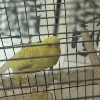 مرغ عشق ماده