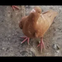 کبوتر زرد خارجی