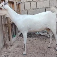 کهره سومال