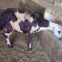 گوسفند