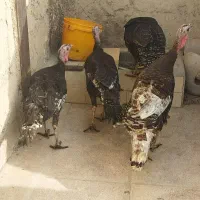 بوقلمون