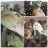 جوجه کاکلی