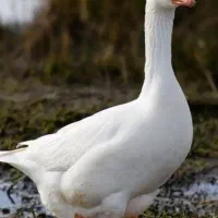 غاز دورگه با قوغاز