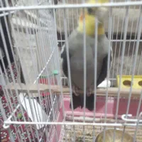 عروس هلندی نر