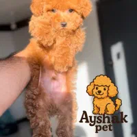 توی پودل قهوه ای