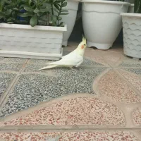 عروس هلندی نر