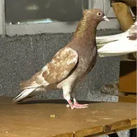کبوتر