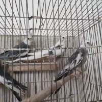عروس هلندی