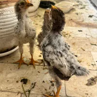 ۳ عدد جوجه مرغ ۳ ماهه