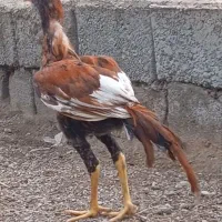 یک جفت جوجه درجه یک