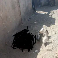 چهار اوردک نر و ماده