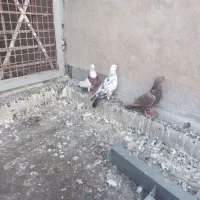 کبوتر