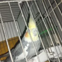 پرنده و موتور