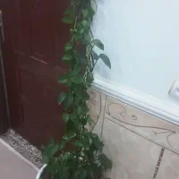 گل پیچک با گلدان