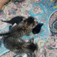 واگذاری بچه گربه های 2 ماهه