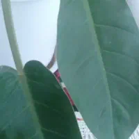 گل فیلودندرون پاییزی کاملا سالم