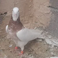 دوعدد  طوقی نر
